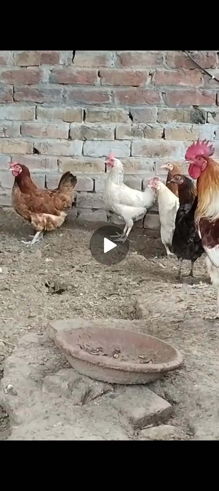 3 female 1 male hens — photo 4