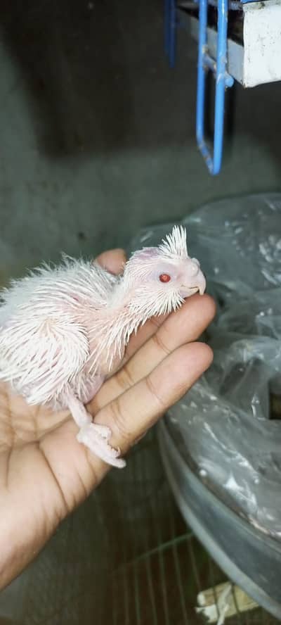 cocktail chicks