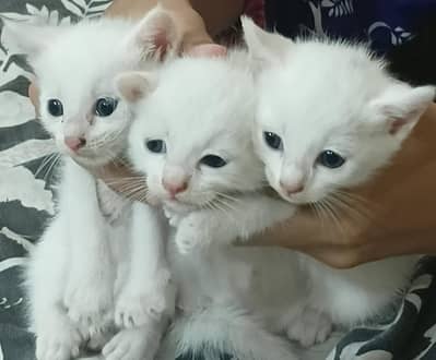 persian kittens