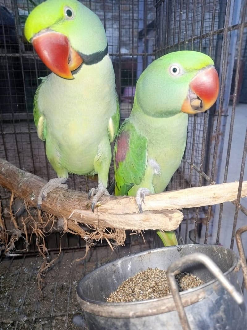 پختہ رنگ، صحت مند اور ایکٹو را طوطے (Raw Parrots) برائے فروخت 0