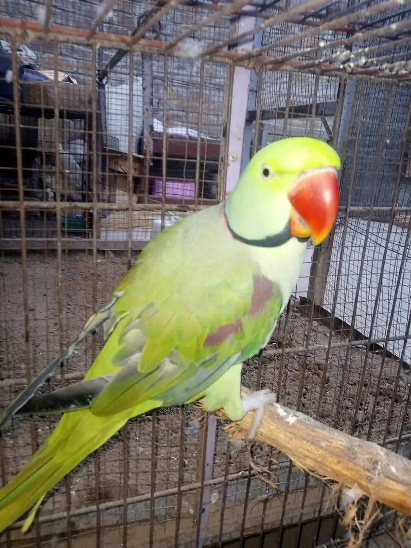 پختہ رنگ، صحت مند اور ایکٹو را طوطے (Raw Parrots) برائے فروخت — photo 2