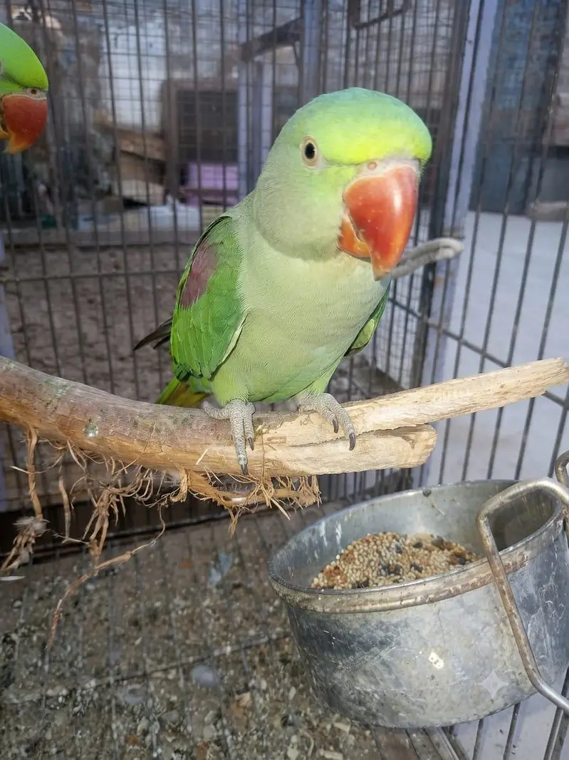 پختہ رنگ، صحت مند اور ایکٹو را طوطے (Raw Parrots) برائے فروخت — photo 3