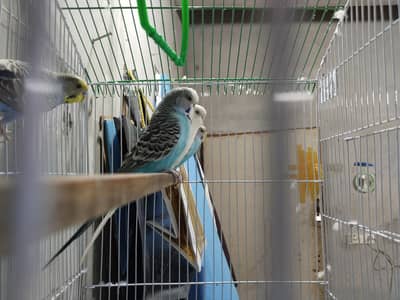 exhibition budgies