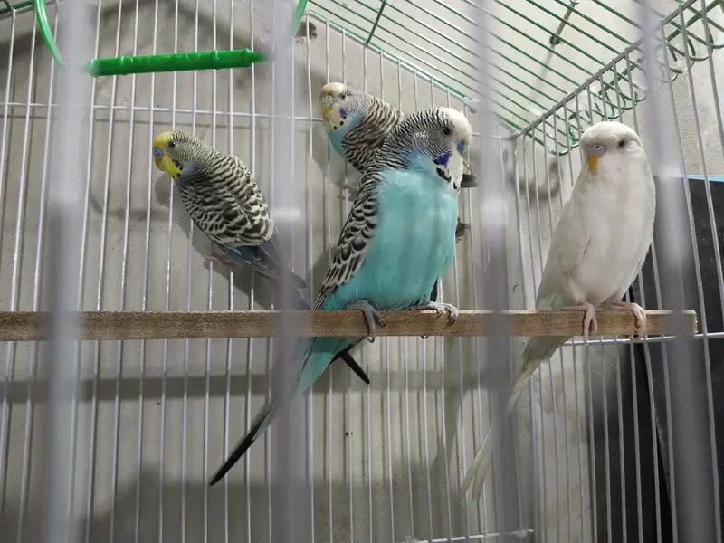 exhibition budgies — photo 2