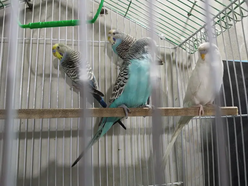 exhibition budgies — photo 3