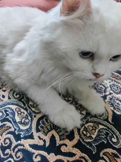 Male and Female Persian breed, age 1 year for sale