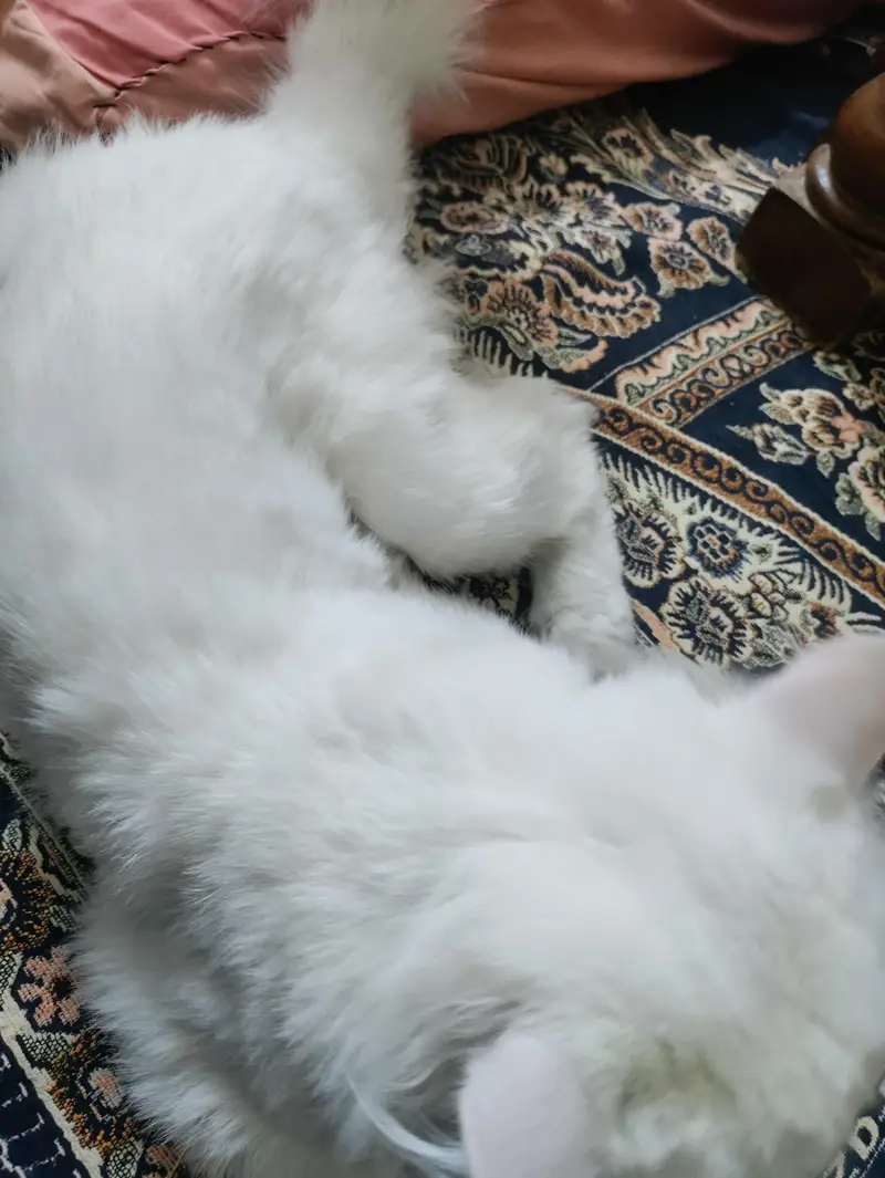 Male and Female Persian breed, age 1 year for sale — photo 2