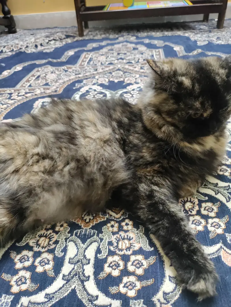 Male and Female Persian breed, age 1 year for sale — photo 3