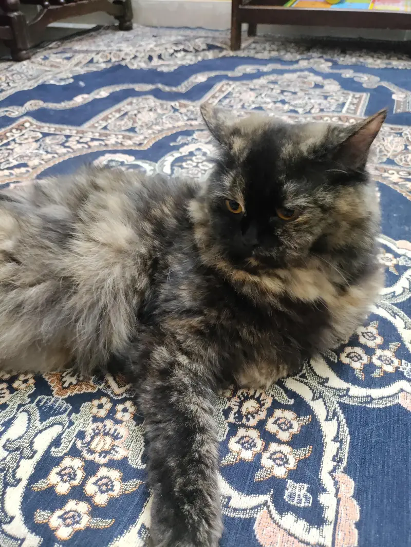 Male and Female Persian breed, age 1 year for sale — photo 4