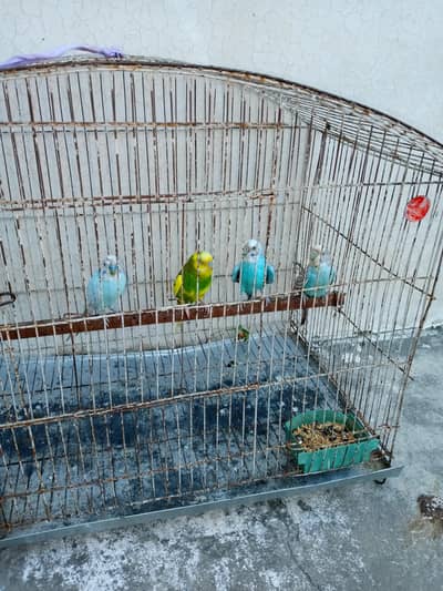 2 pair Australian nd cage box for sale