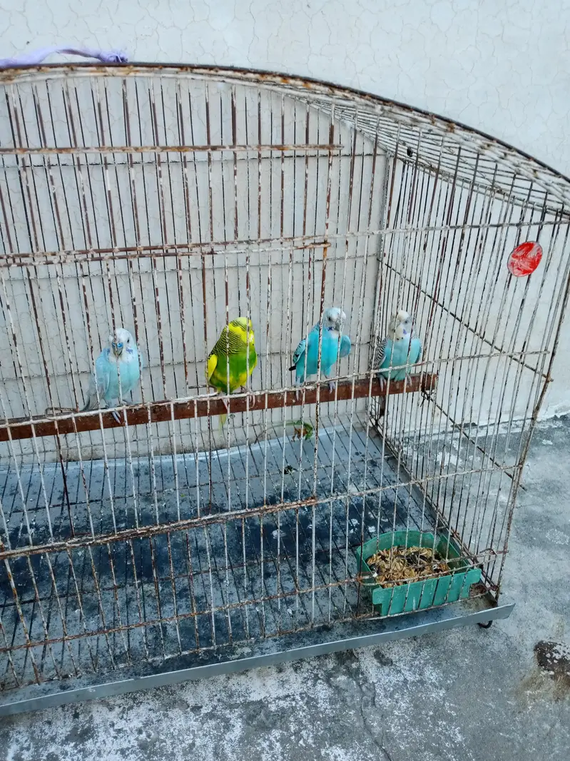 2 pair Australian nd cage box for sale — photo 2