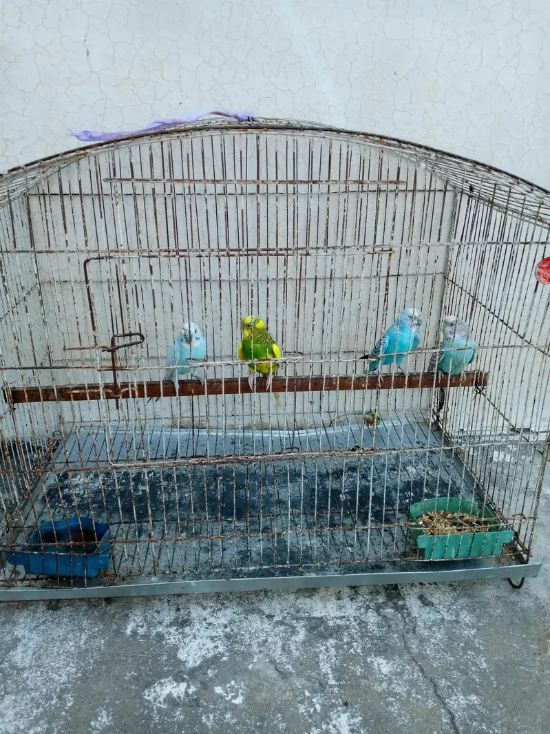 2 pair Australian nd cage box for sale — photo 3