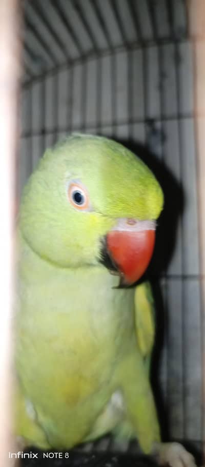 parrot for sale
