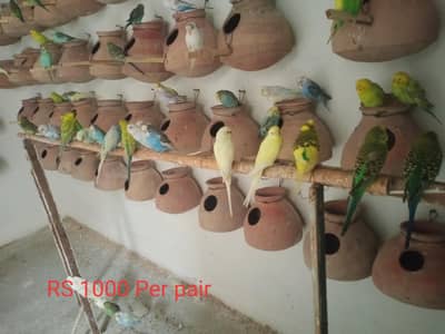 Budgies colony for sale