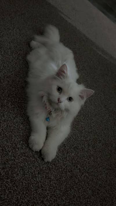 salam. i am selling a persian cat triple coat full active cat