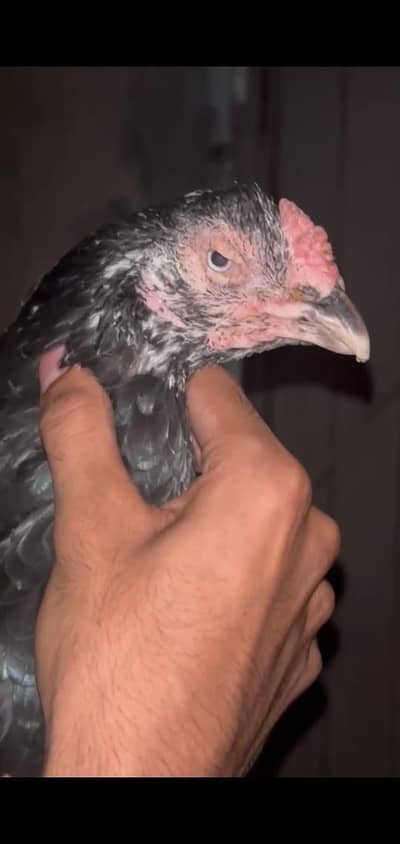 Aseel Lasani Breeder Hen