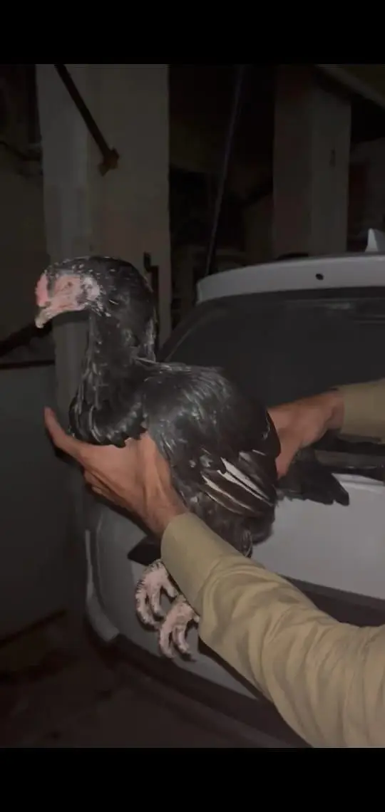Aseel Lasani Breeder Hen — photo 2