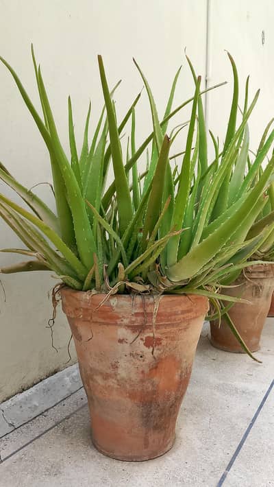 Healthy Aloe Vera Plant (Home grown)-multiple pots available