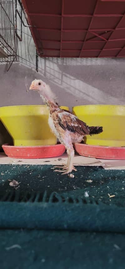 Aseel Mainwali Chicks