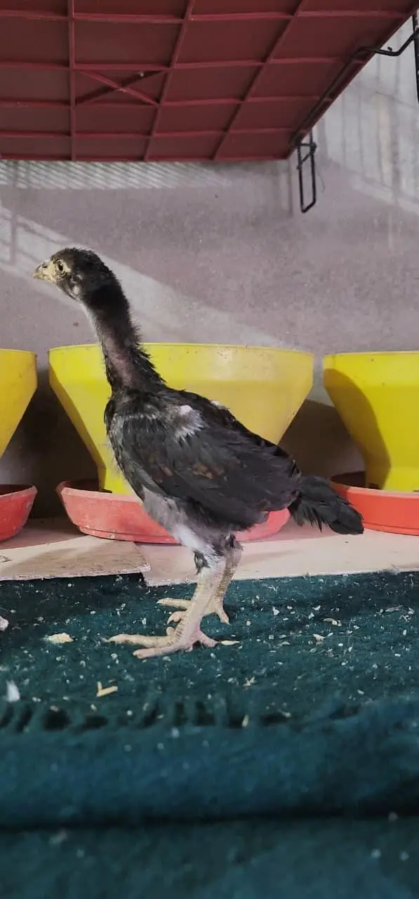 Aseel Mainwali Chicks — photo 2