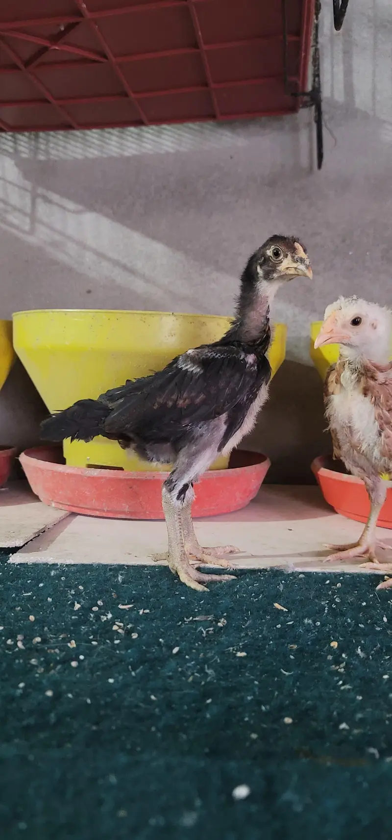 Aseel Mainwali Chicks — photo 3