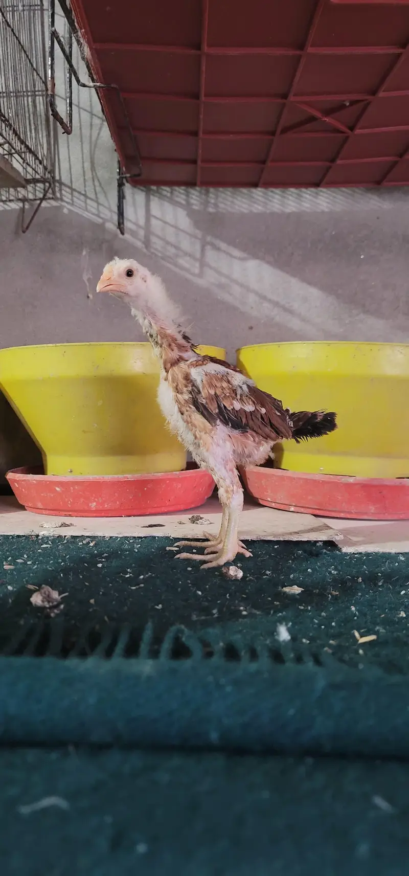 Aseel Mainwali Chicks — photo 4