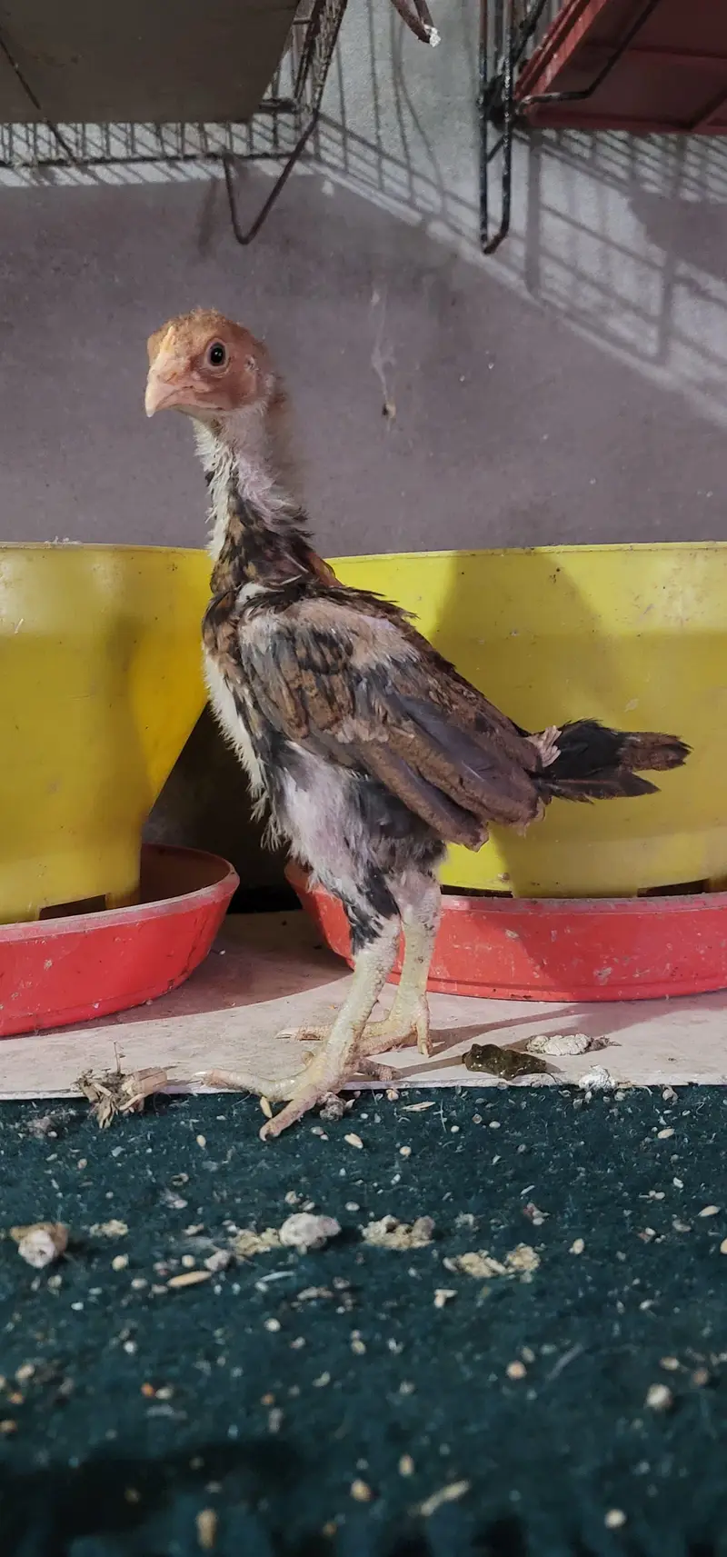 Aseel Mainwali Chicks — photo 5