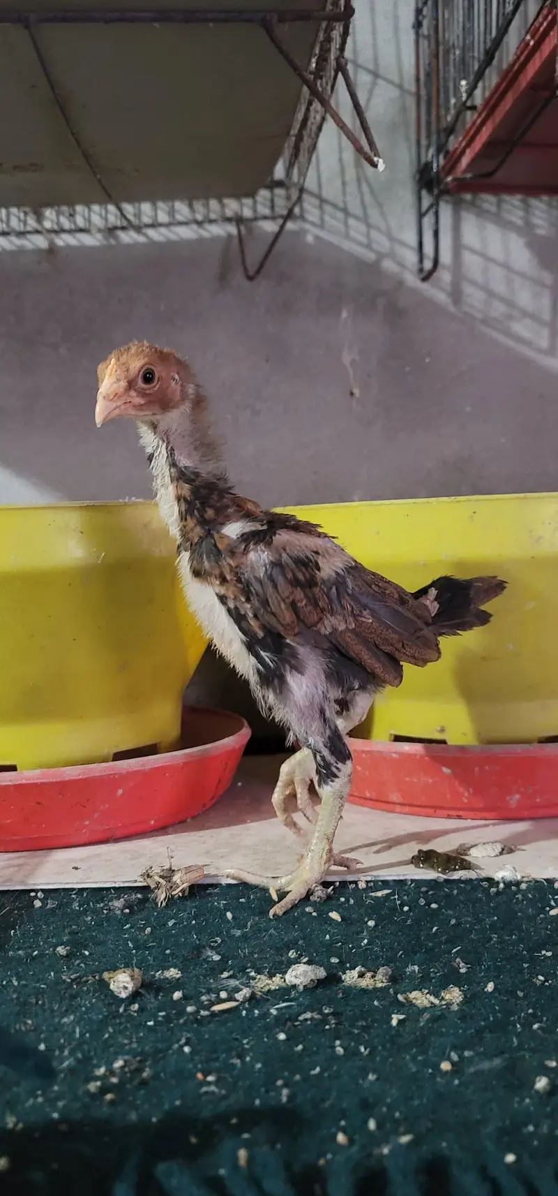 Aseel Mainwali Chicks — photo 7