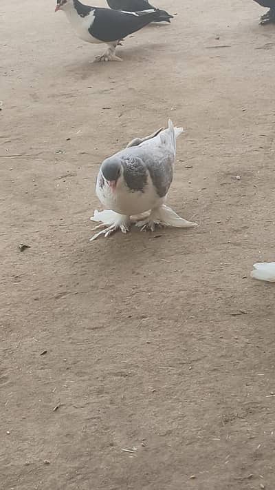 pigeons