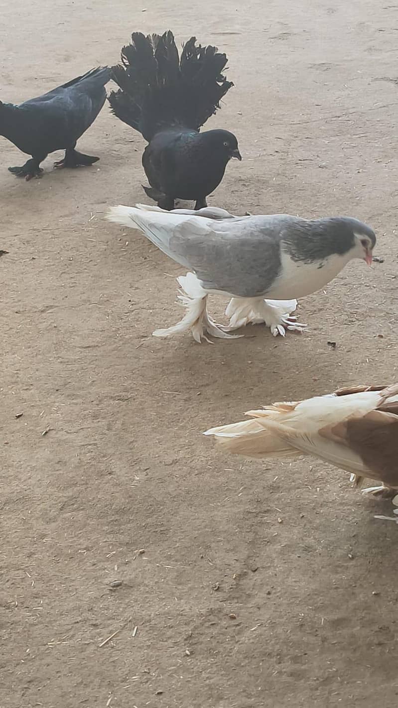 pigeons 1