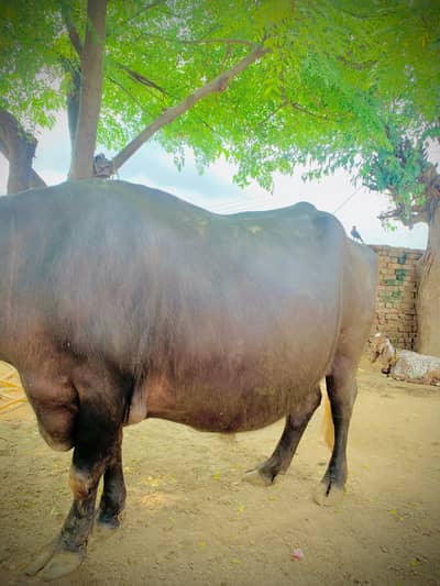 sale buffalo