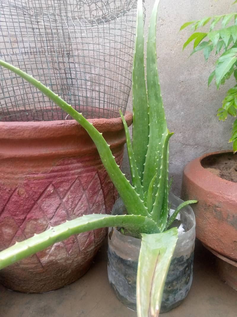 elovera 0