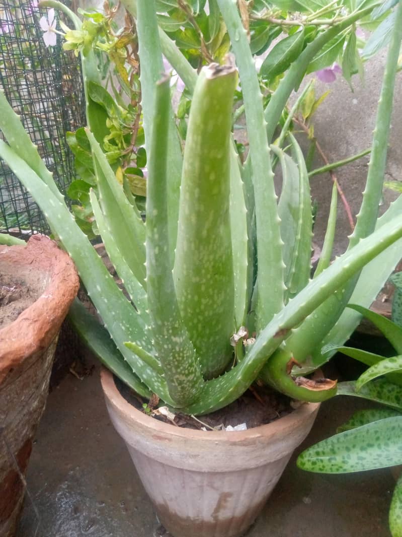 elovera 1