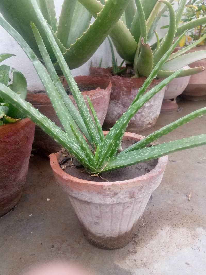 elovera 2