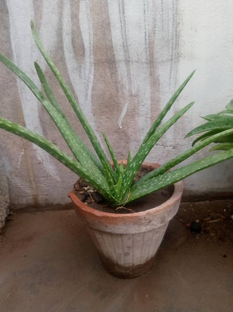 elovera 3
