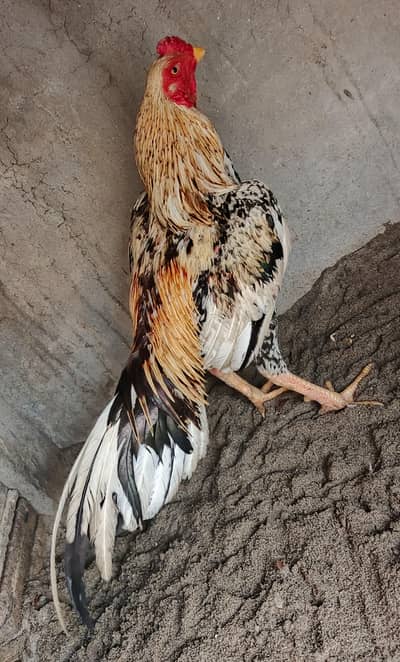 Aseel Cheena Patha Bht Achi Chez hai. . WhatsApp 03410011102
