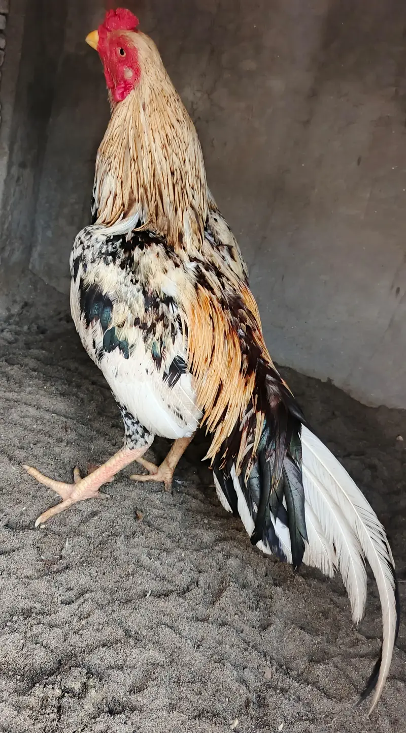 Aseel Cheena Patha Bht Achi Chez hai. . WhatsApp 03410011102 — photo 3