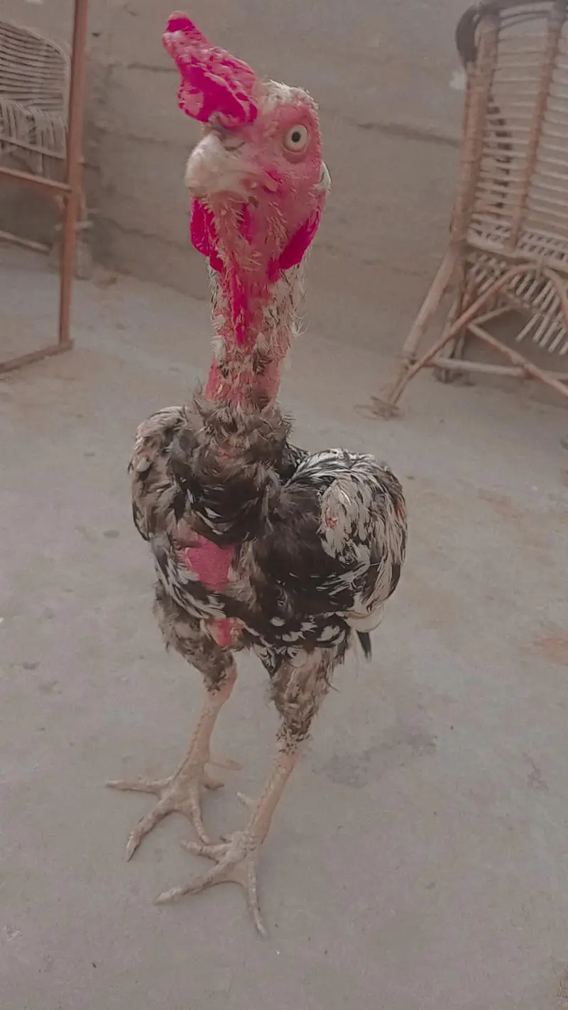 Java murga murge Mein Koi Bimari Nahin Hai Murga okay — photo 4