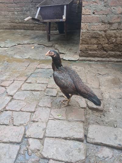 Aseel mianwali female