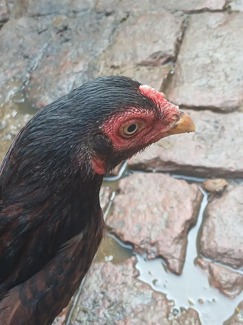 Aseel mianwali female — photo 2