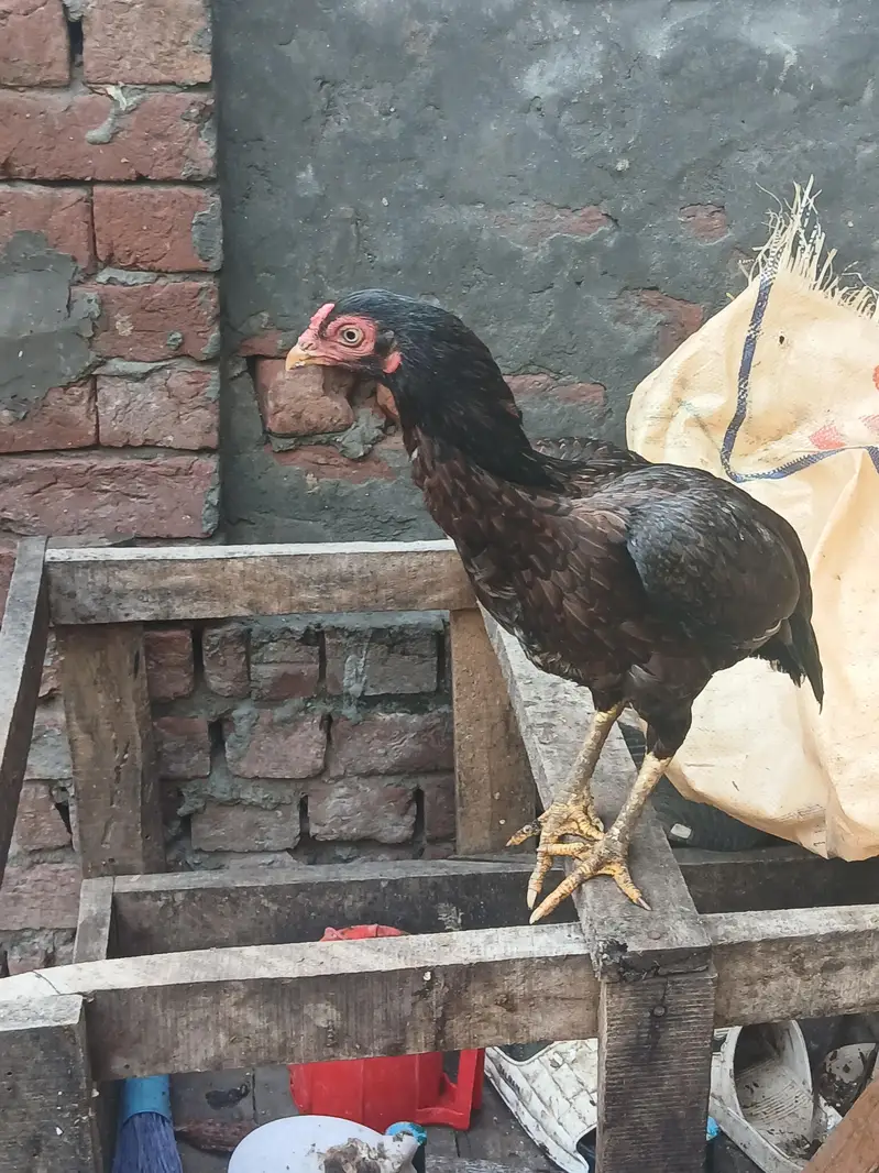 Aseel mianwali female — photo 3