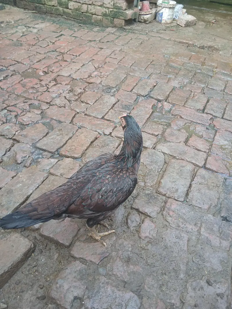 Aseel mianwali female — photo 4