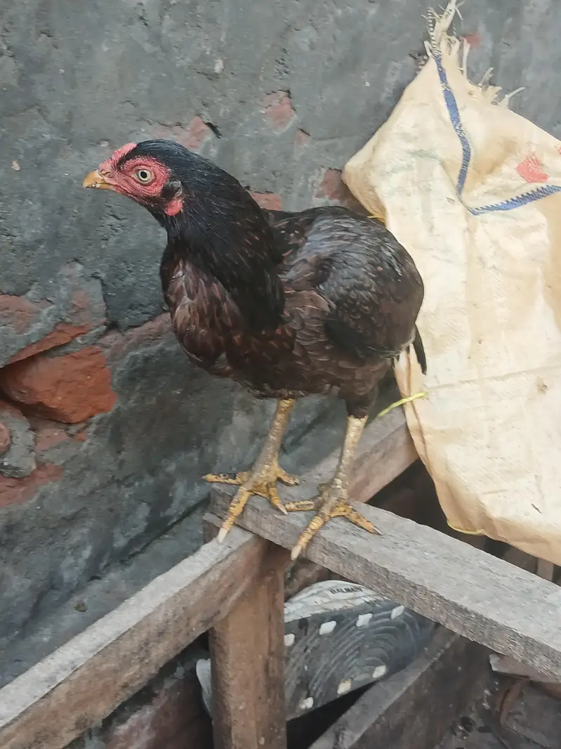 Aseel mianwali female — photo 5