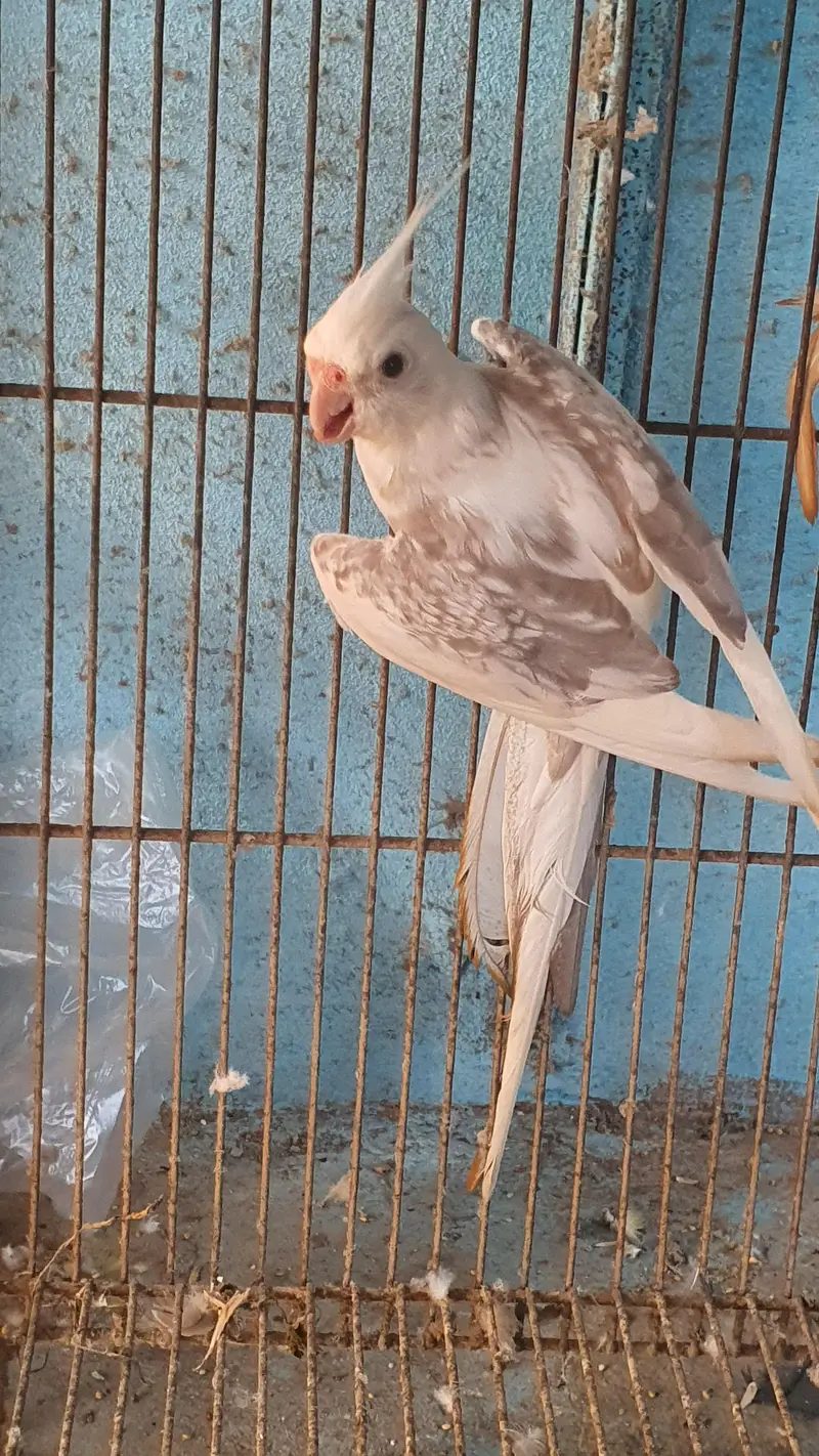 ino pearl cockteil — photo 2
