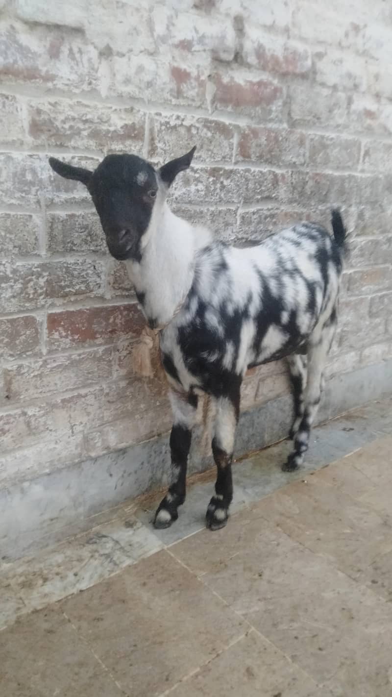 bakra 0