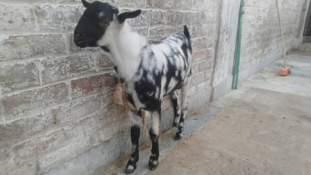 bakra 1