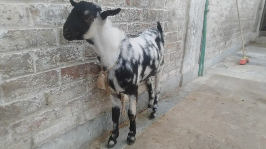 bakra — photo 2