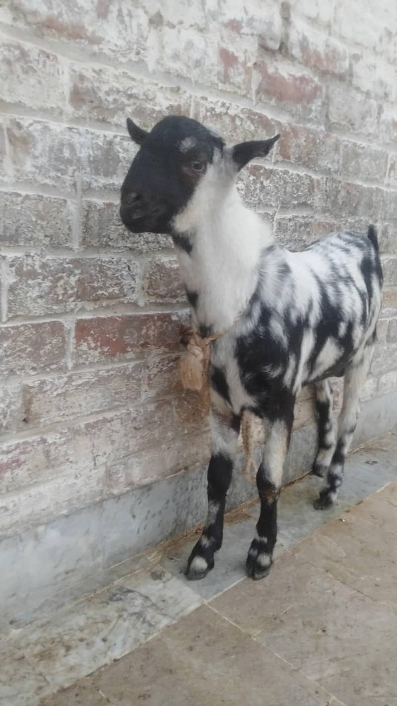 bakra 2
