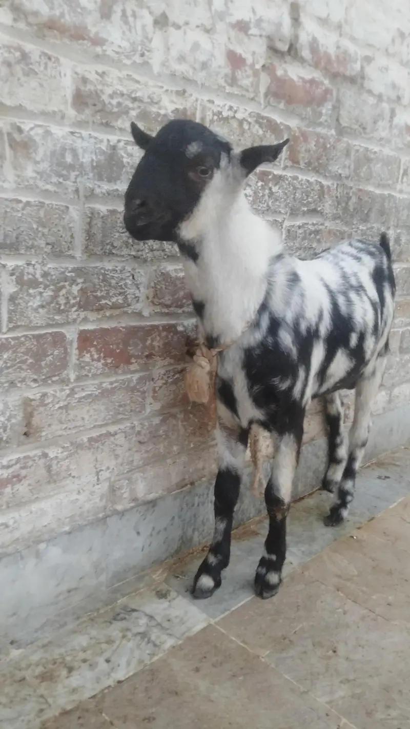 bakra — photo 3