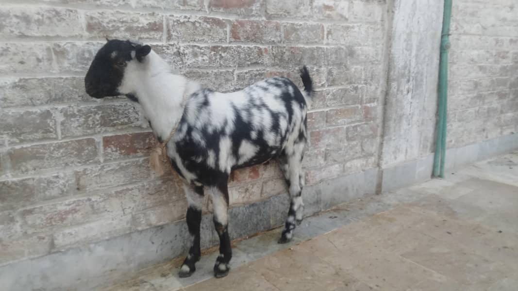 bakra 3